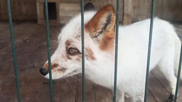 Хлоппи и сонное царство 😍👍🦊❤ смотреть онлайн