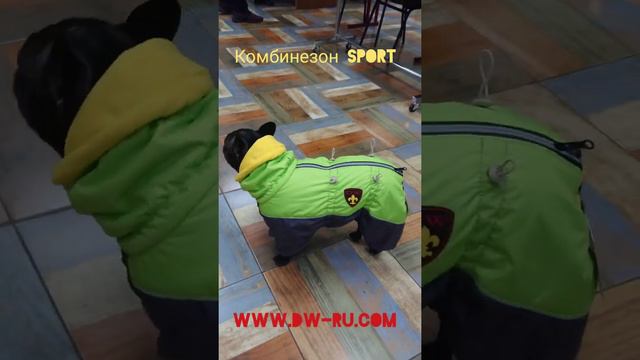 Комбинезон для бульдога Sport