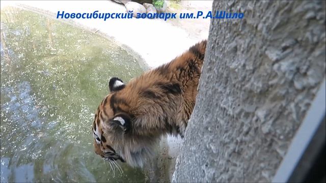 Бенгальская тигрица Зайка и амурский тигр Максимус 30.05.2021 смотреть онлайн