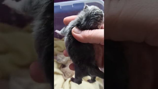 Новорождённые котята. Буду выкармливать... смотреть онлайн