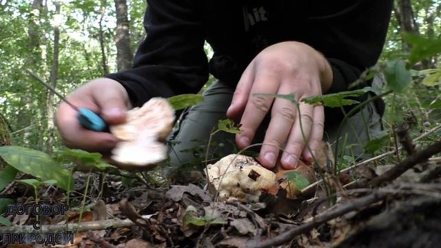 "Северный" ПЕЧЁНОЧНИК сезон 2021 С Мишкой по грибы. смотреть онлайн