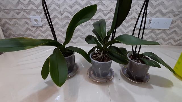 Профилактическая обработка орхидей от болезней и вредителей после магазина. смотреть онлайн