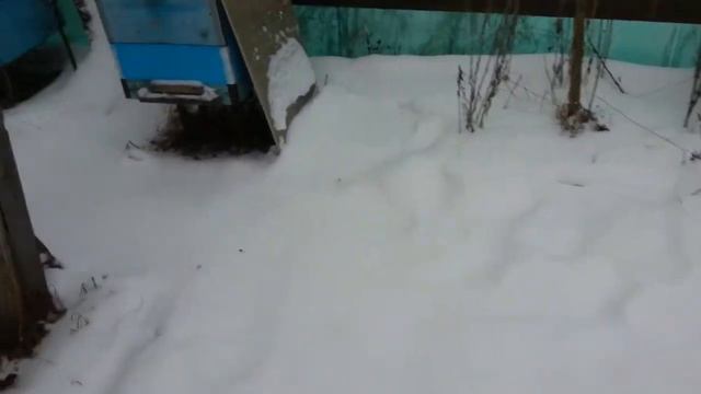 Зимний расплод Пчеловодим на диване и не только Продолжение смотреть онлайн