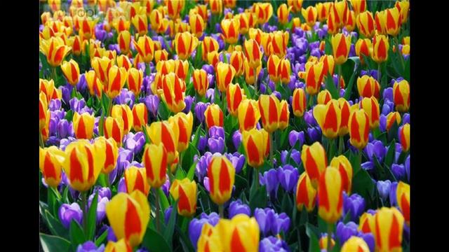 Parfumul florilor Vasile Bulicanu Muzica&Aranjament muzical смотреть онлайн