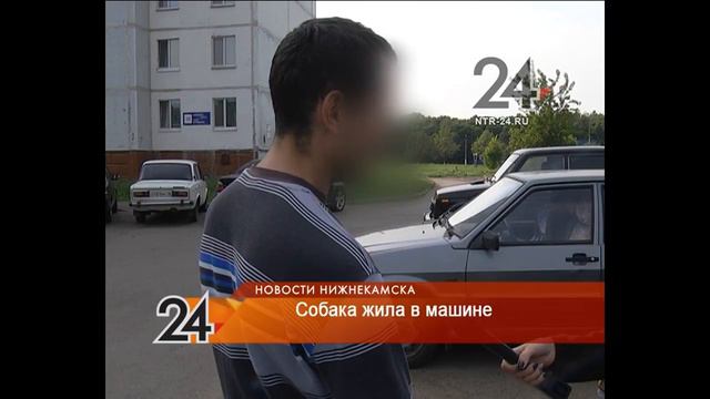 собака в машине смотреть онлайн