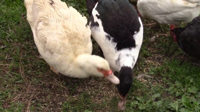 Куры,утки,индюки и цесарки.Кто кого высидел и воспитал. смотреть онлайн