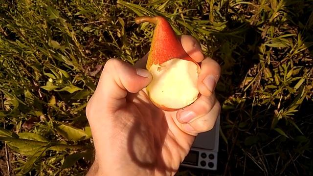 Груша Трапезица смотреть онлайн