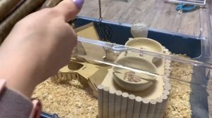 Мыши песчанки в домашних условиях | мыши песчанки уход и содержание