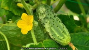 Как опылять огурцы в домашних условиях