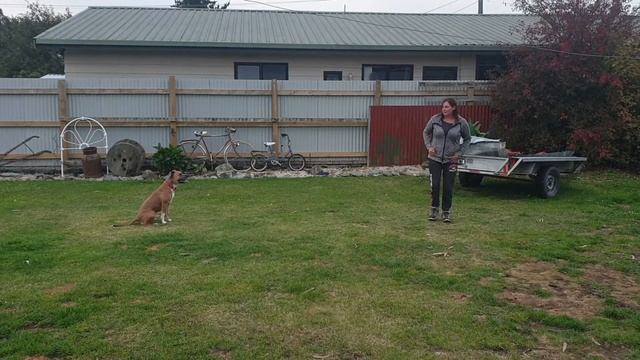 Smiling Assassin (AKA Sass) https://avantidogtraining.com.au/f/online-dog-training-competition смотреть онлайн