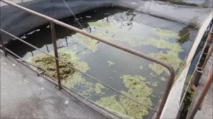 Чем и как кормят белого амура в садках? Выращивание белого амура в садках