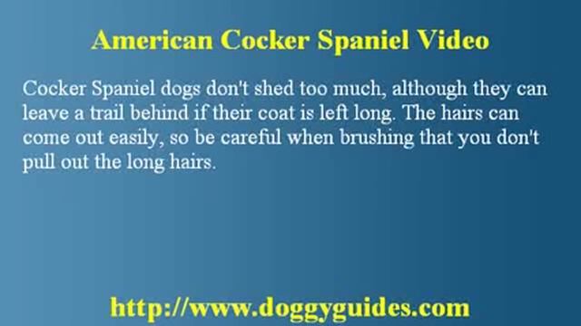 Black Cocker Spaniel - Important Information смотреть онлайн