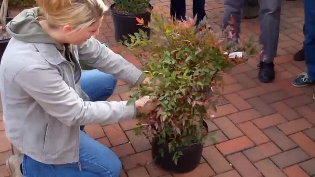 Pruning Nandina смотреть онлайн