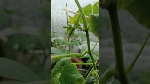 Огурцы Кураж f1. Снимаем первый урожай. #огурцы смотреть онлайн