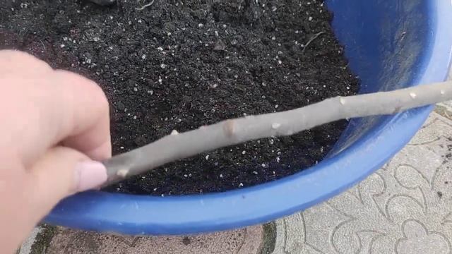 Выкидываю штамб розы ‼Плохой посадочный материал или неправильный уход ⁉️ смотреть онлайн