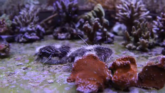 "Metalia Sternalis" «REEF EXCLUSIVE» смотреть онлайн