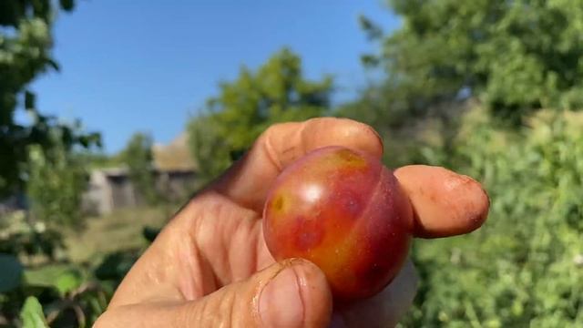 Как это родить чужого Сына//Сбор урожая Ёшты смотреть онлайн