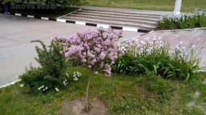 Белгород, сирень на штамбе Belgorod, lilac on the stem