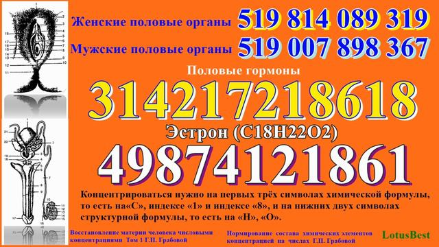 Женские и мужские половые органы. Гормоны половые. смотреть онлайн