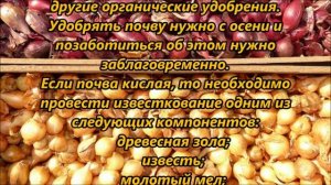 Бабушкин способ посадки лука-севка