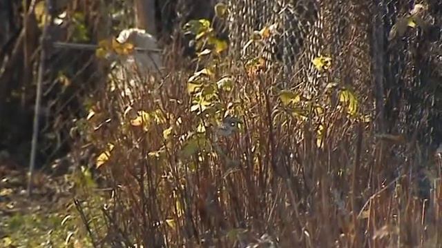 Pankisi / Панкиси / პანკისი Part II