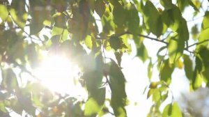 Таежные истории про волков - осечка на охоте! На грани жизни и смерти. Случай в тайге рассказ