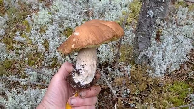 Сдаём грибы за деньги! Грибы в Вологодской обл., часть 7 смотреть онлайн