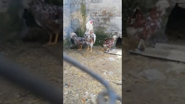 Орловские ситцевые куры.. смотреть онлайн