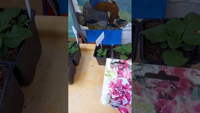 Петунии Аморе мио, Гламур, Альба. Сравнительный обзор.