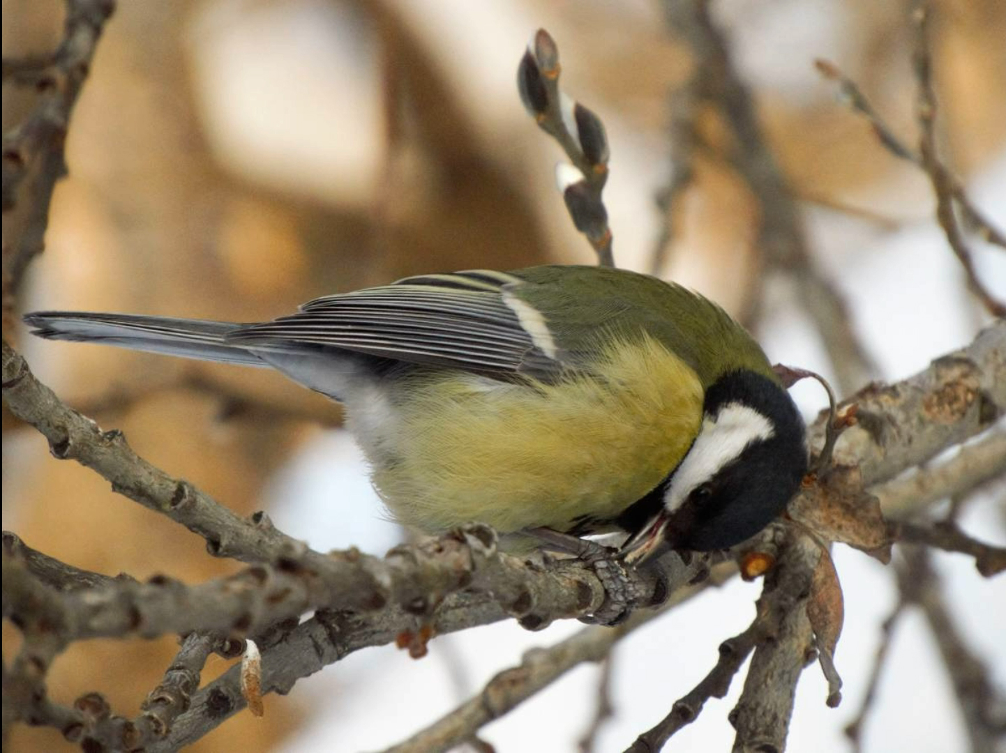 Синичкины распевы