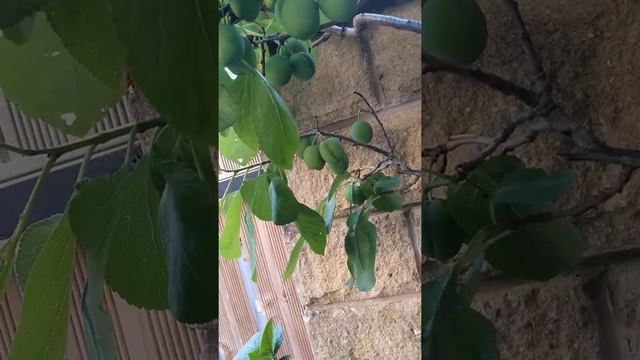 Peony Shirley Temple and Plums. смотреть онлайн