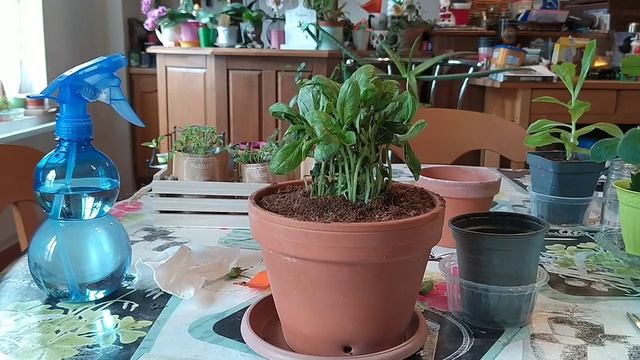 Basilic en pot : astuces + conseils d'entretien pour le conserver longtemps - intérieur ou extérieu смотреть онлайн