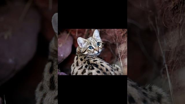 Черноногая кошка смотреть онлайн