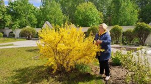 Почему не цветет форзиция?