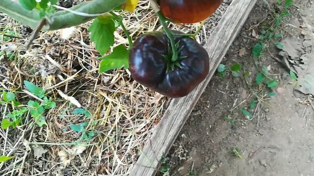 Томат - Росомаха . смотреть онлайн