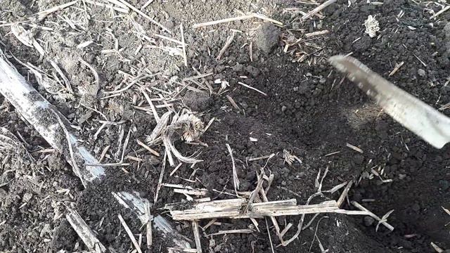 Сев ячменя с горохом. смотреть онлайн