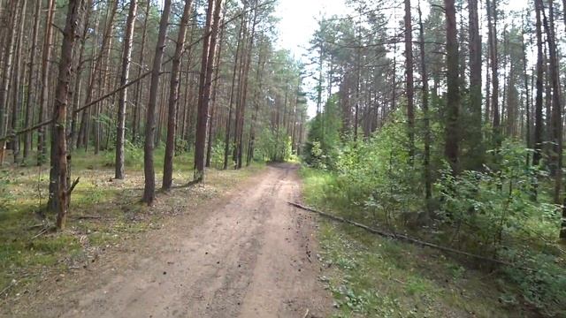 За черникой в сосновый бор. Пермь. 25 июля 2020 смотреть онлайн