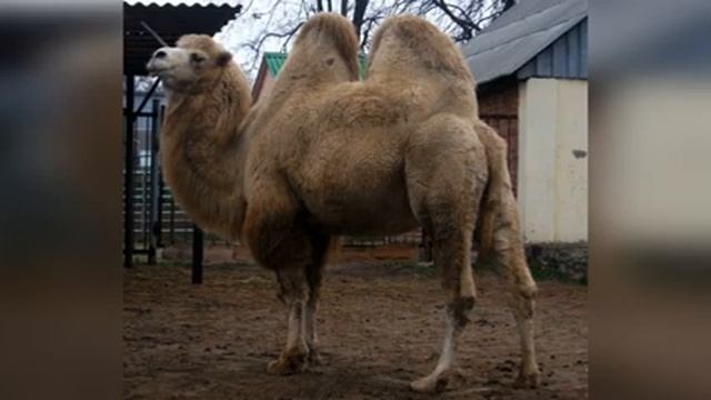 Высокомерие верблюда. Автор: Джеральд Дарелл смотреть онлайн