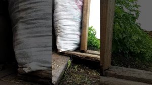 Арбалет Архонт ( пробивная сила плеч 90кг )