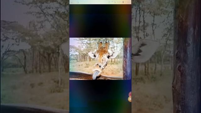 Милые животные умилялась пол часа смотреть онлайн