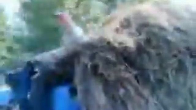 Дурак и сено 1 смотреть онлайн