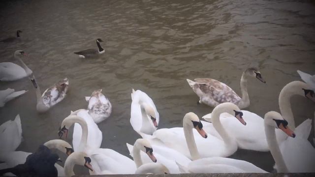 Королевские лебеди/ Swans UK/ Royal swans 🦢 смотреть онлайн