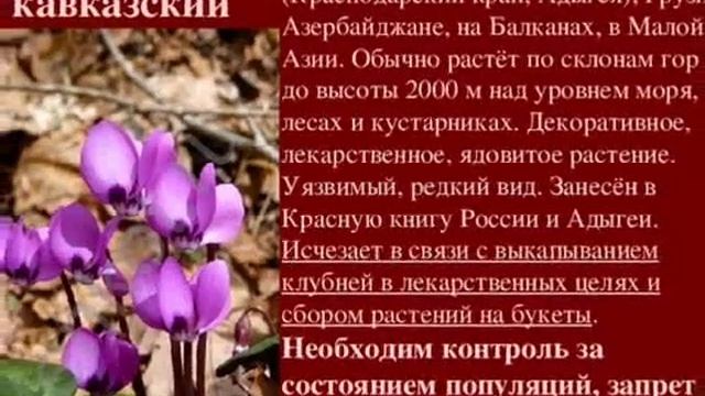 Растения занесенные в красную книгу. смотреть онлайн