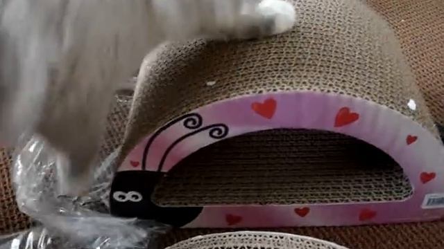 Cardboard Cat Scratcher Imperial Cat - ねこ - ラグドール - Floppycats смотреть онлайн