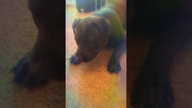 Вот это выдержка! | Безмятежный Кольт. | Монтаж на видео. смотреть онлайн