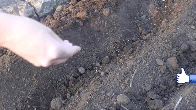 Сеем Петрушку в открытый грунт весной. Как посадить семена петрушки. Посев петрушки в грунт