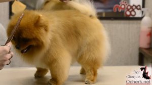 Изменить испорченую структуру шерсти у шпица за 3,5 месяца? реально!