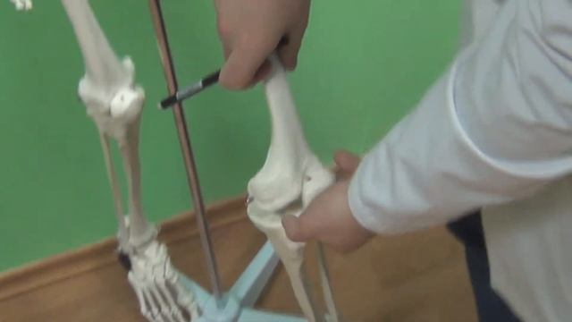 Классификация и строение костей смотреть онлайн