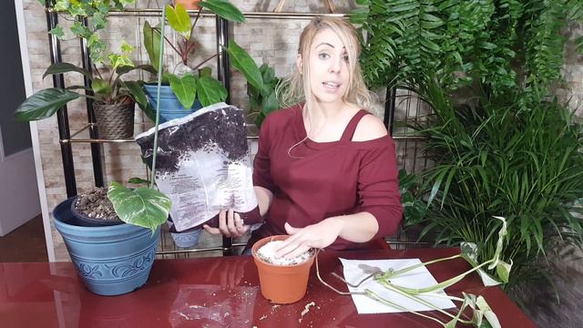 REPRODUCIÓN monstera deliciosa variegata ❤️ ESQUEJES y CAPAS DE AIRE. Como reproducir monstera смотреть онлайн