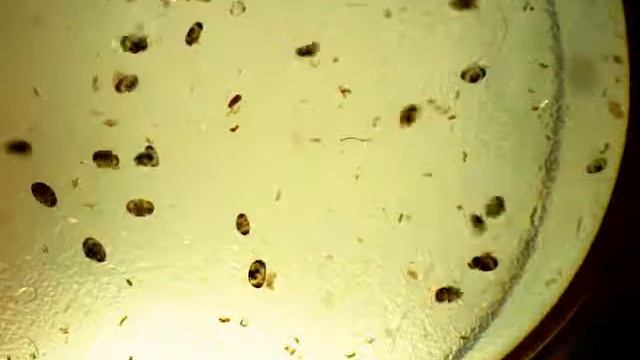 Остракоды. Мыльный раствор. смотреть онлайн